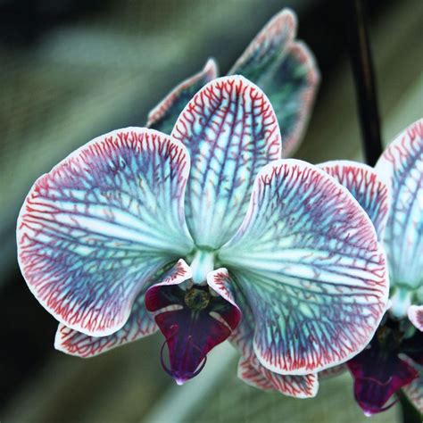 Enigmatic Orchids: Exploring the Occult Side of These Intriguing Flowers